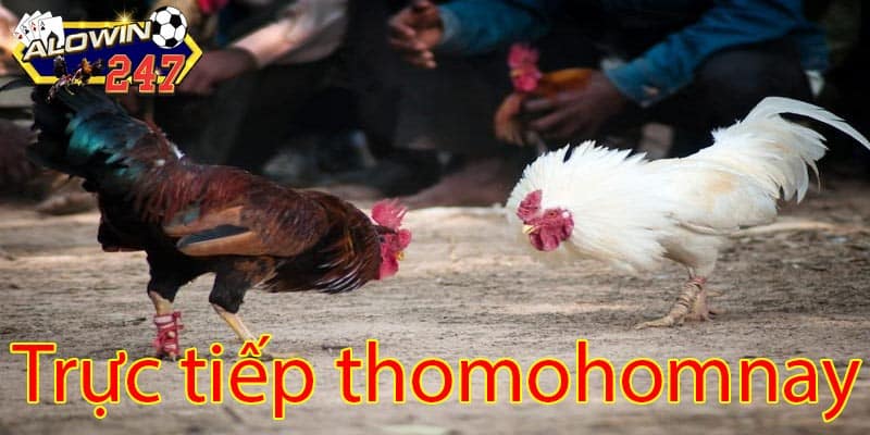 thomohomnay